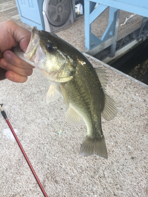 A photo of Ron Wrigley 's catch