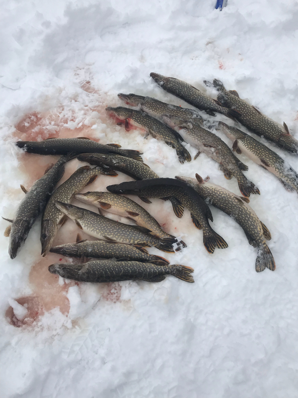 A photo of Cory Rodebaugh 's catch