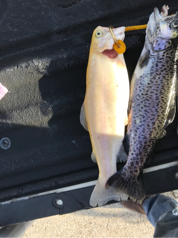 A photo of Joe Glassey's catch
