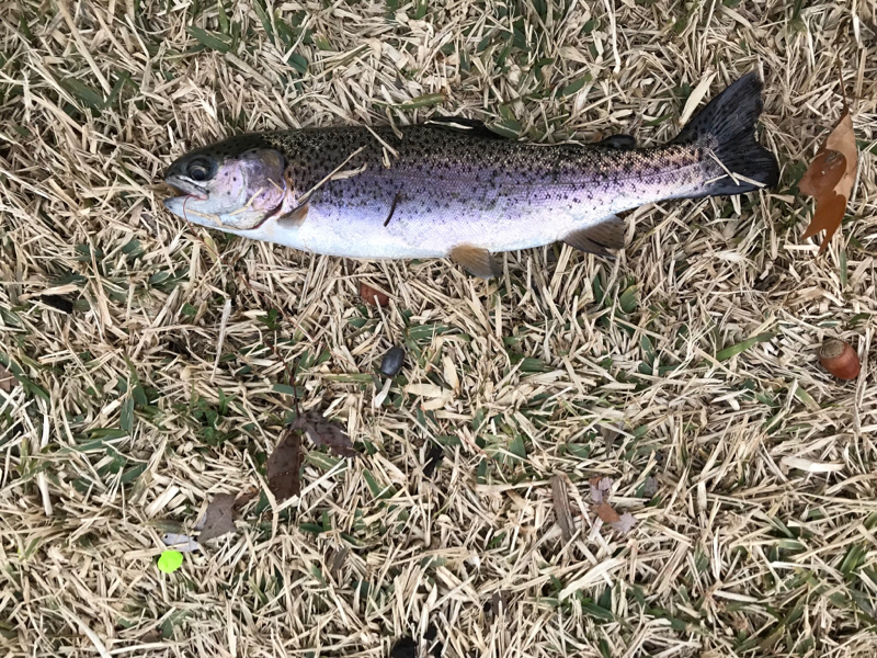 A photo of Joe Glassey's catch