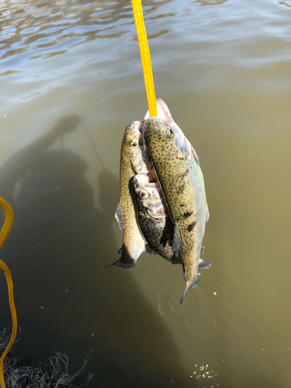 A photo of Joe Glassey's catch
