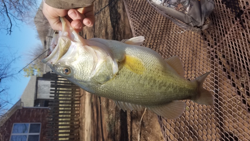 A photo of James Austin's catch