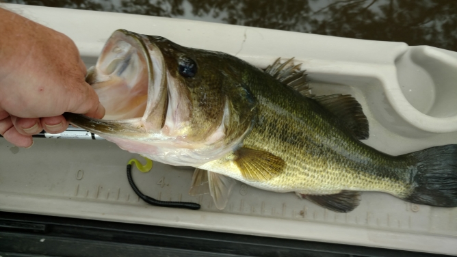 A photo of Charles McDonald Holt's catch