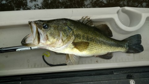 A photo of Charles McDonald Holt's catch