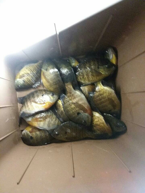 A photo of fishenwith yourmom's catch