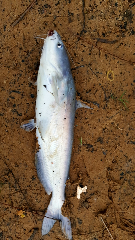 A photo of Senaida Reyna's catch