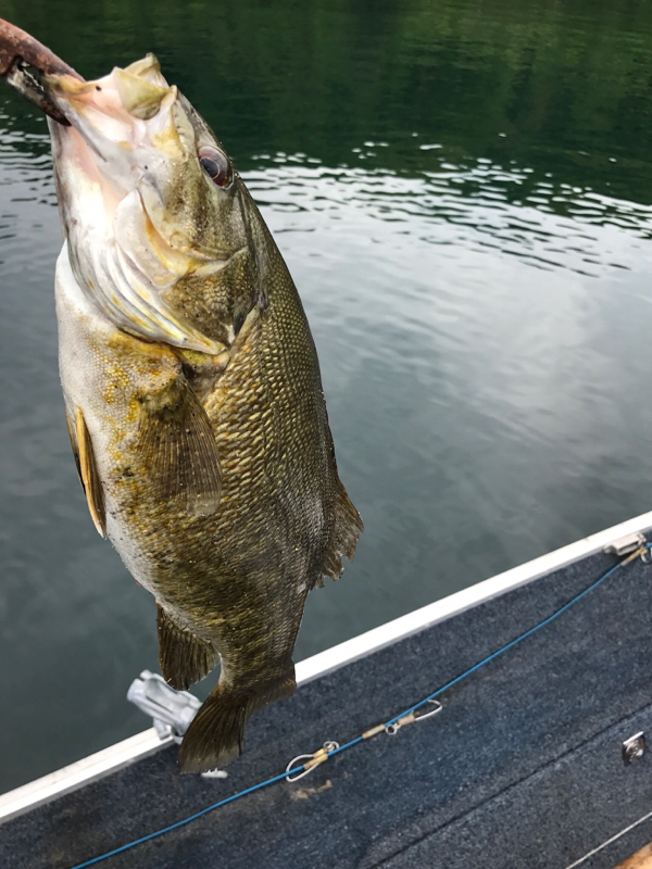 Caught a Smallmouth Bass on Quabbin Reservoir
