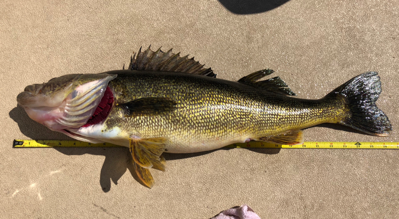 A photo of Ralph Cetrulo's catch