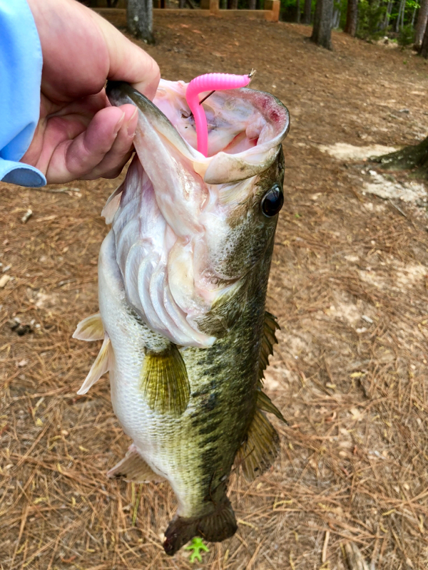 A photo of Chad  Mahan's catch