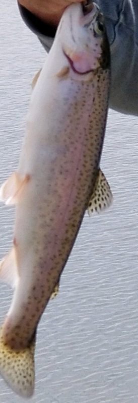A photo of michael bing's catch