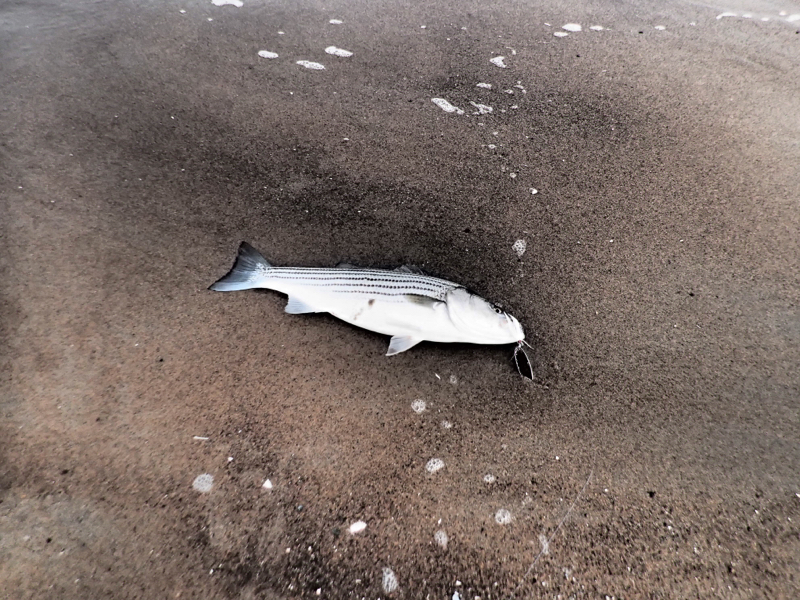A photo of Mark Wetherell's catch