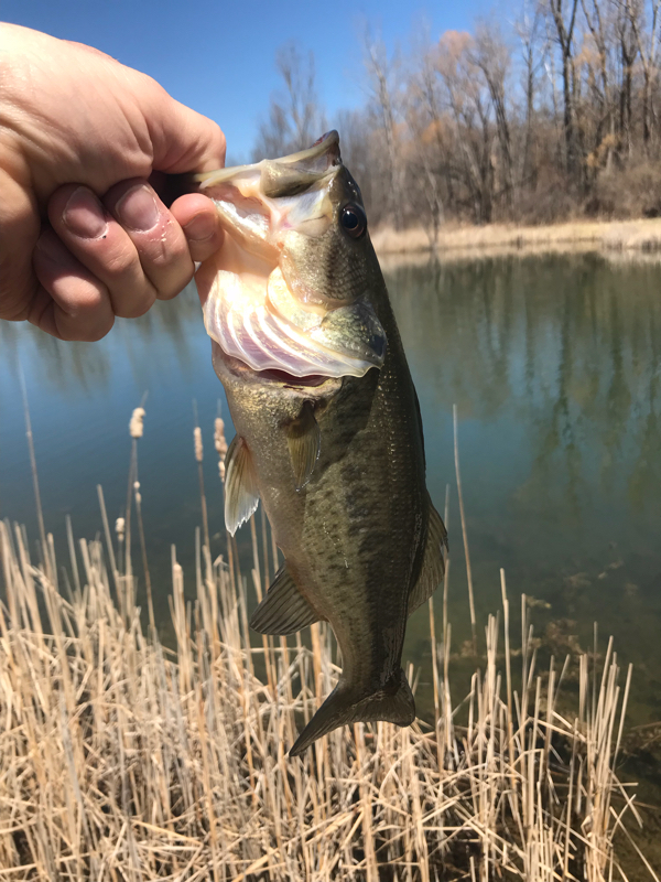 A photo of Michael Tucker's catch