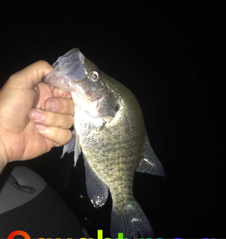 A photo of Terry Johnson's catch