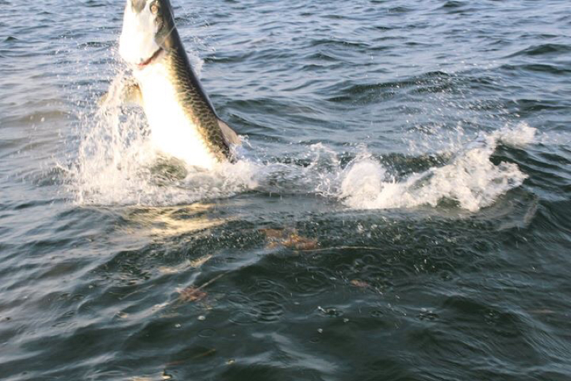 A photo of Debbie Canterbury 's catch