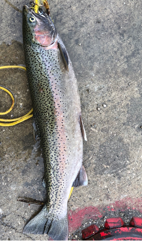 A photo of Joshua  Wagner 's catch