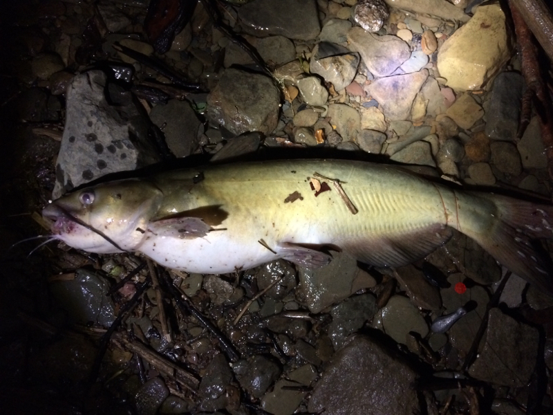 A photo of Mike Byers's catch
