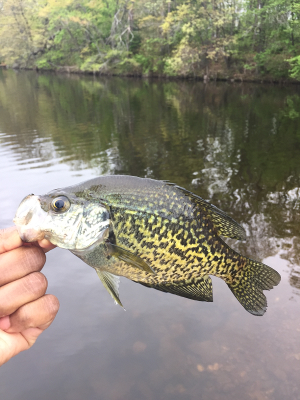 A photo of Tiger Warren's catch