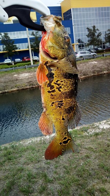 Miami Airport Lakes FL Fishing Reports, Maps & Hot Spots