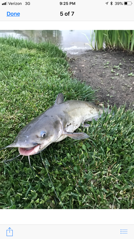 A photo of William  Hunt 's catch