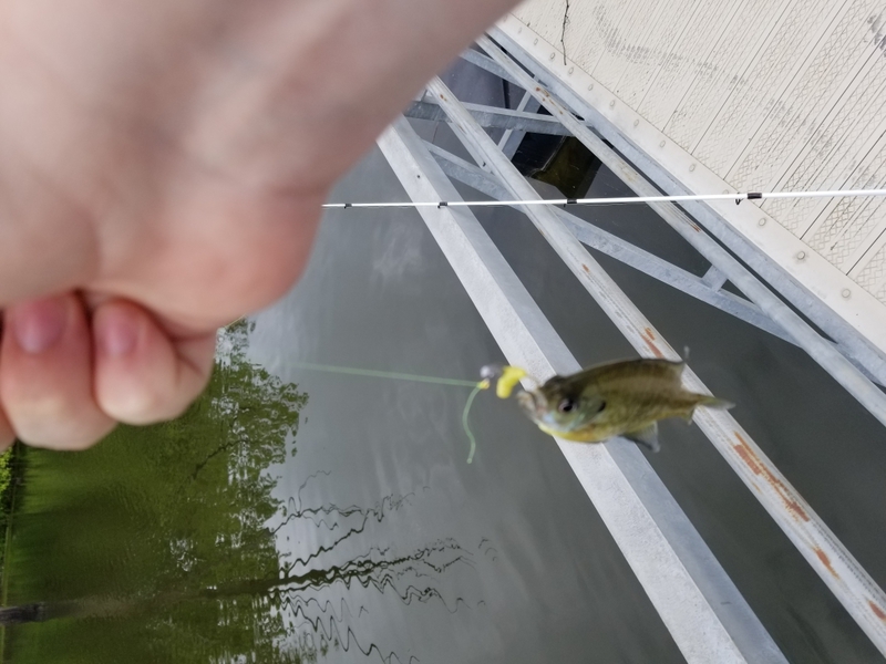 A photo of Creek  Geek's catch