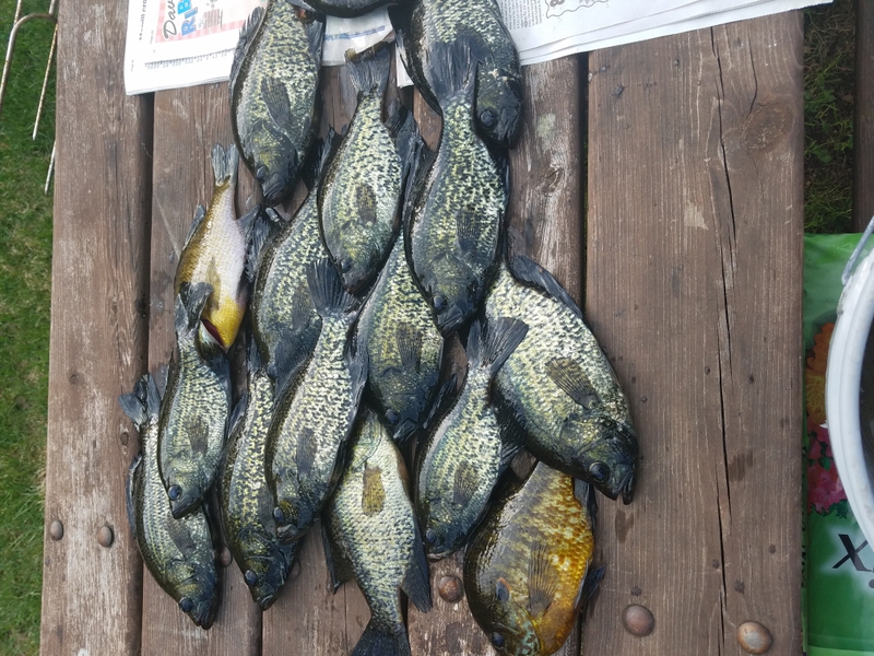 A photo of Kelly  Marquardt 's catch