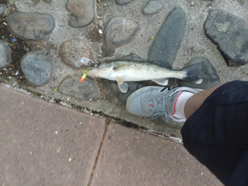 A photo of Brian  Nesfeder 's catch
