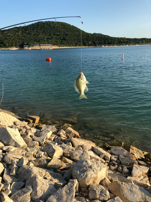 Caught a Bluegill on Lake Travis using a slim Jim