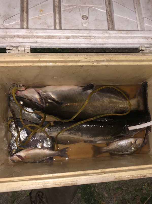 A photo of Joshua  Wagner 's catch