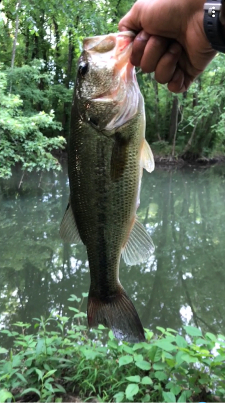 A photo of Chefd93 .'s catch