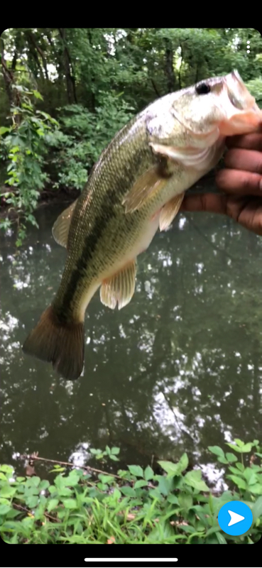 A photo of Chefd93 .'s catch