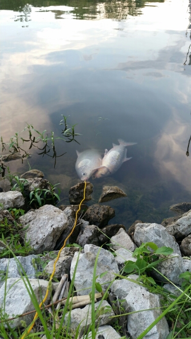 A photo of W Cushingberry's catch
