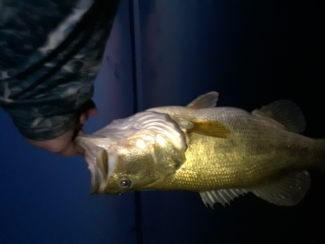 A photo of coy sellers's catch