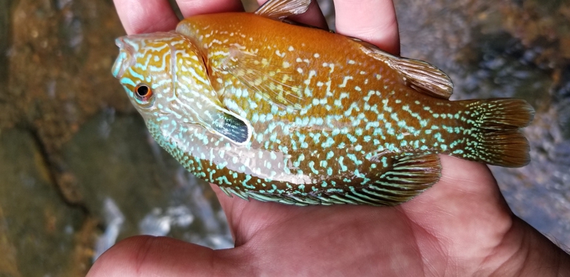A photo of bradley p's catch