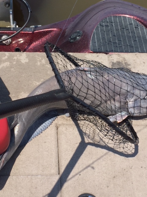 A photo of A Reid's catch