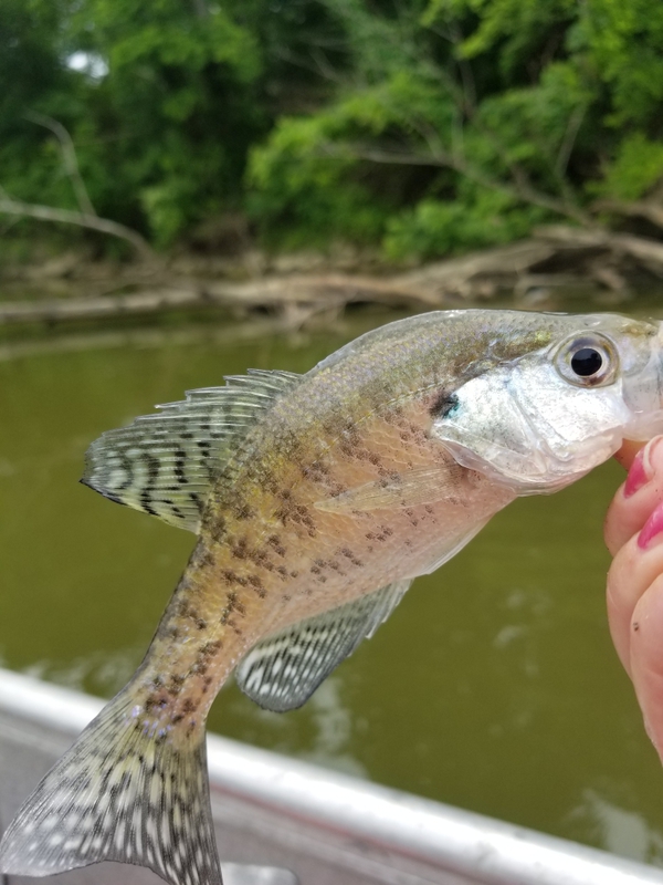 A photo of Jennifer Trentham's catch