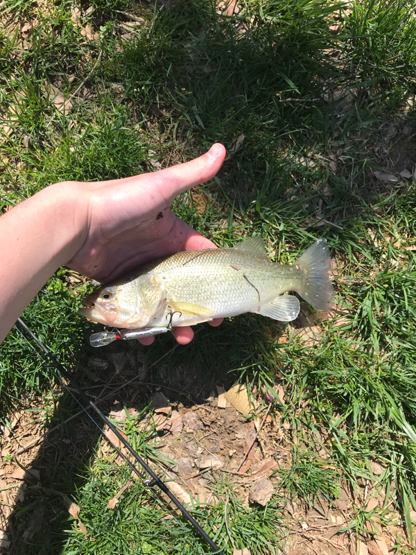 A photo of Andrew  Collins 's catch