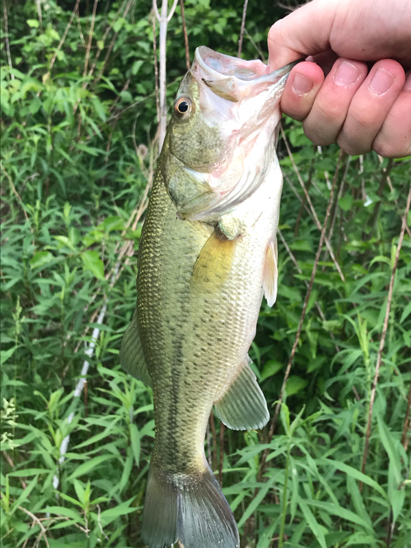 A photo of Andrew  Collins 's catch