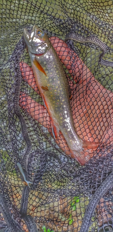 A photo of Russell Hoopes's catch