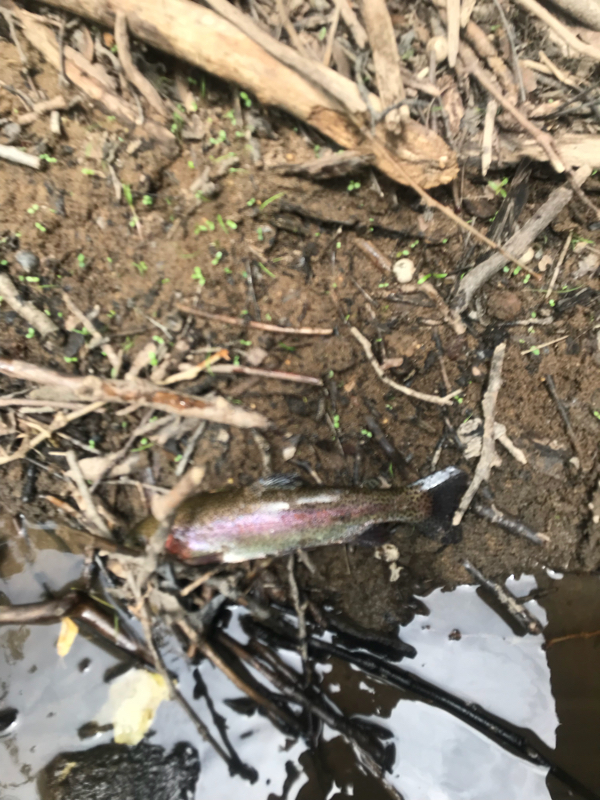 A photo of Robert Plaut's catch