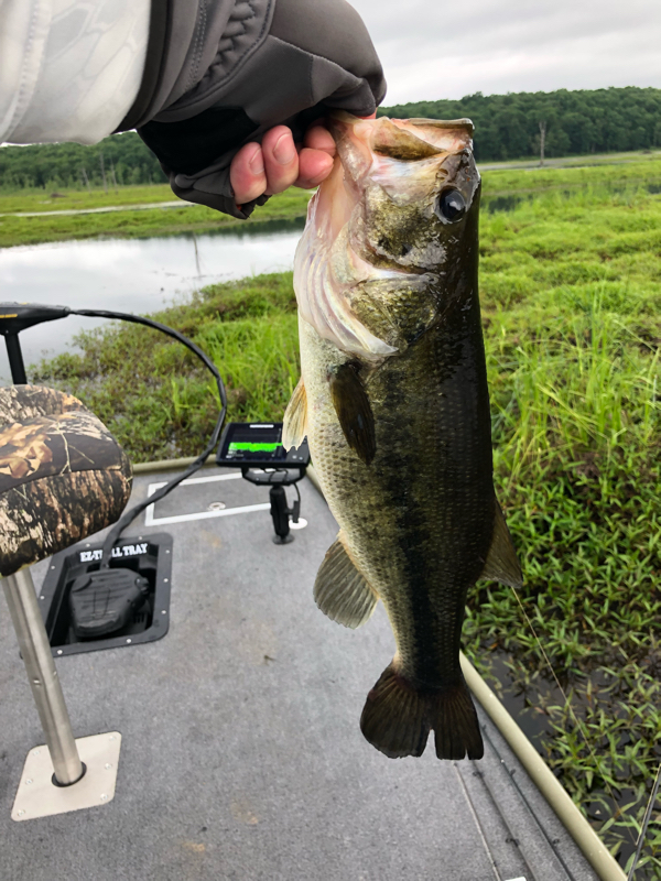 A photo of birchwood's catch