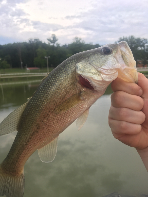 Pleasant Hill Lake Fishing Map Pleasant Hill Reservoir Oh Fishing Reports, Map & Hot Spots