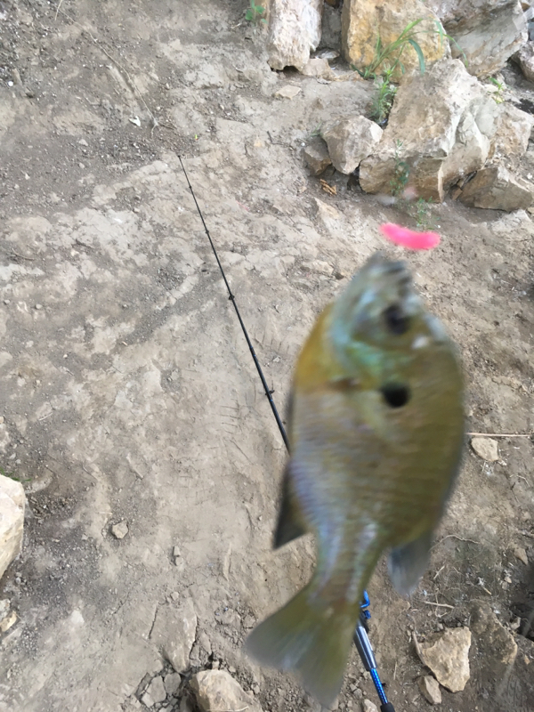 A photo of Jason Shepard's catch