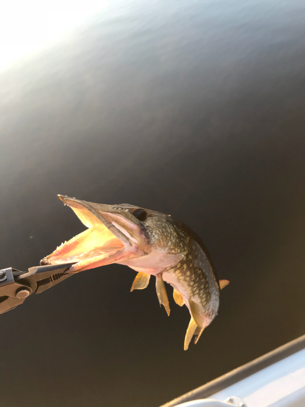 A photo of Mike Bub's catch