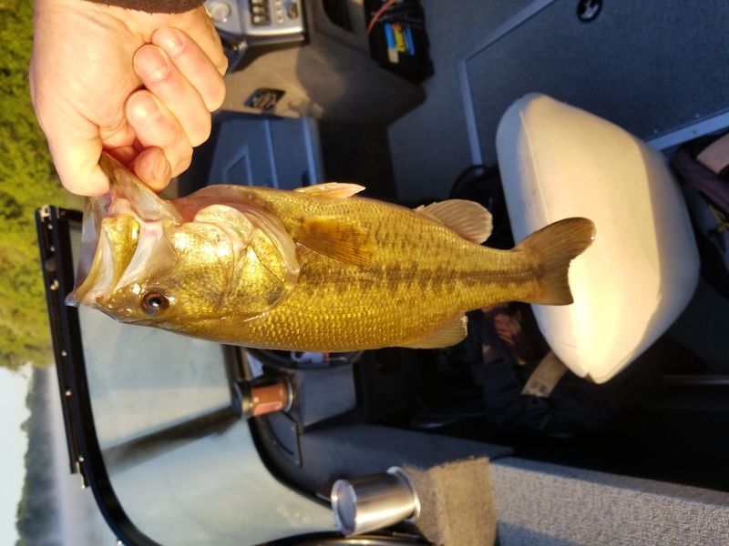 A photo of David Walsh's catch