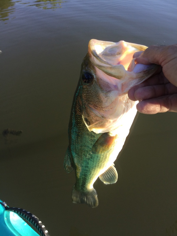 A photo of scott miller's catch