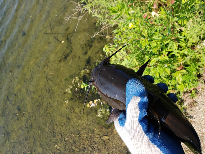 A photo of Doug Tshudy's catch