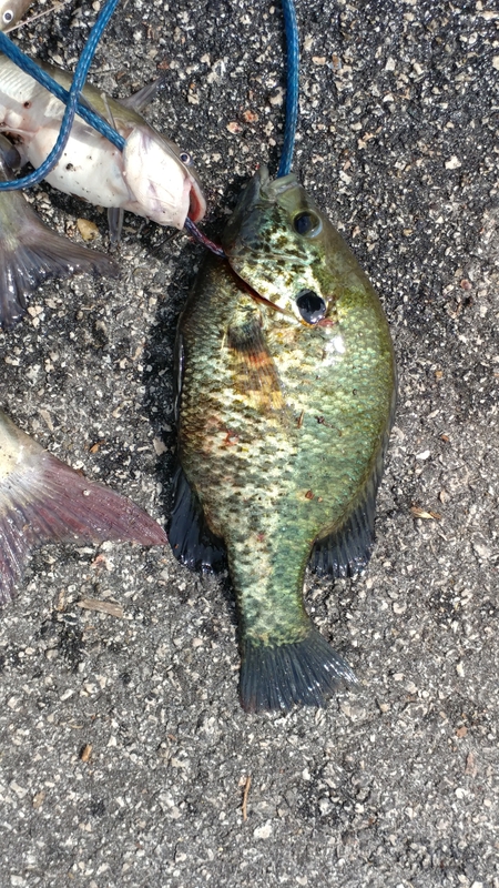 A photo of jennifer donahue's catch