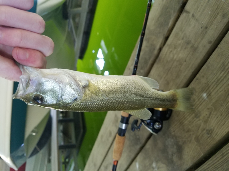 A photo of Pearson  Dodd's catch