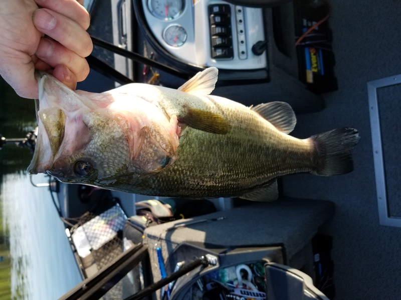 A photo of David Walsh's catch