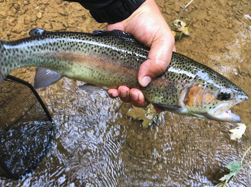 A photo of Carlos Malave's catch